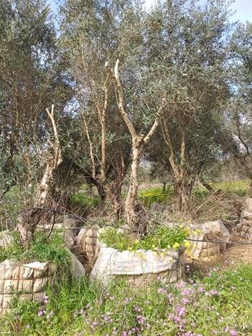 Γη 1 τ.μ. προς πώληση, Δουναίικα Αμαλιάδας