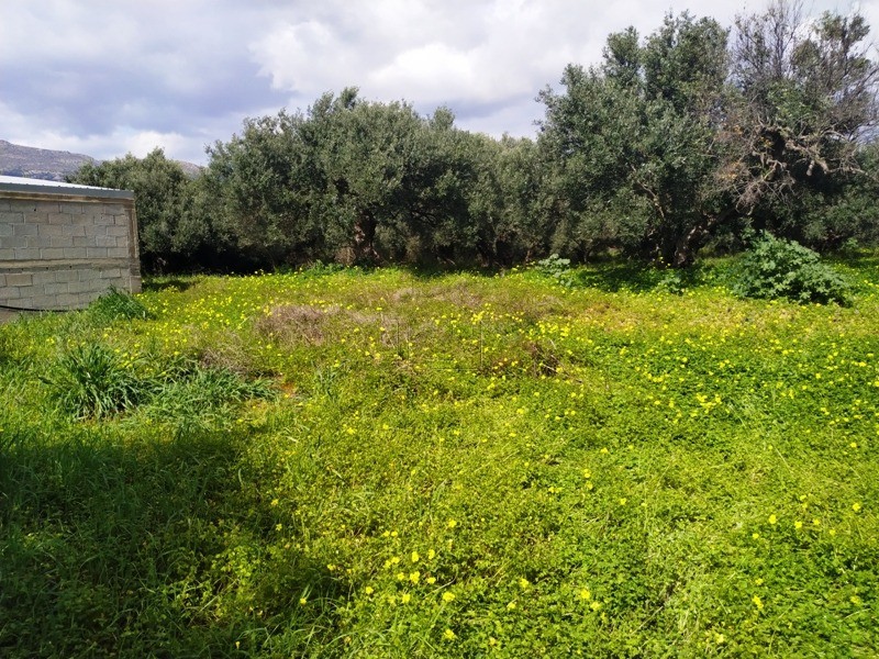 Αγροτεμάχια 1.700τ.μ. για πώληση-Ιεράπετρα » Επισκοπή