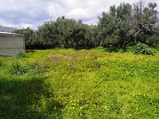 Αγροτεμάχια 1.700 τ.μ. για πώληση