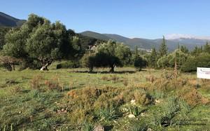 Οικόπεδο 9.000 τ.μ. για ενοικίαση, Ν. Κεφαλονιάς, Κεφαλονιά-thumb-3