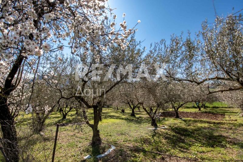 Αγροτεμάχια 2.800 τ.μ. για πώληση, Μαγνησία, Αισωνία