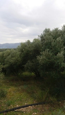 Οικόπεδο 10.000 τ.μ. για πώληση, Ν. Λασιθίου, Σητεία