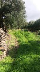 Οικόπεδο 12.000 τ.μ. για πώληση
