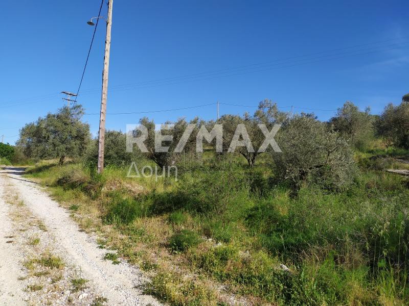 Αγροτεμάχια 5.632τ.μ. για πώληση-Νέα αγχίαλος » Μάραθος