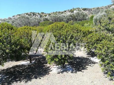 Parcel 3.000sqm for sale-Chios » Ionia