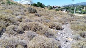 Οικόπεδο 8.600 τ.μ. προς πώληση, Πεύκα Κερατέας-thumb-5