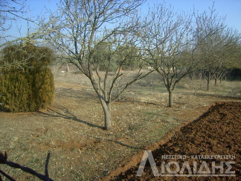 Αγροτεμάχια 1.550 τ.μ. για πώληση