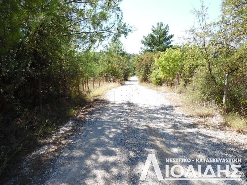 Αγροτεμάχια 300τ.μ. για πώληση-Πυλαία » Ελαιώνες