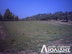 Αγροτεμάχια 4.700τ.μ. για πώληση-Κασσάνδρα » Άφυτος