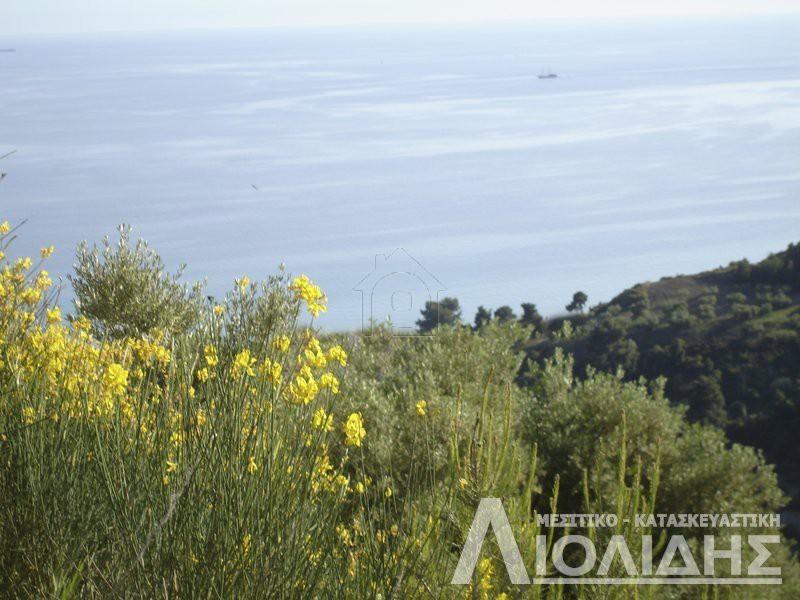 Αγροτεμάχια 4.465 τ.μ. προς πώληση, Άφυτος
