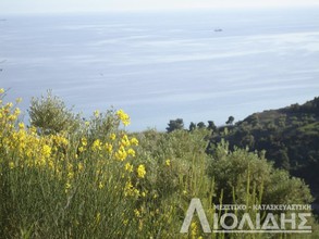 Αγροτεμάχια 4.465τ.μ. για πώληση-Κασσάνδρα » Άφυτος