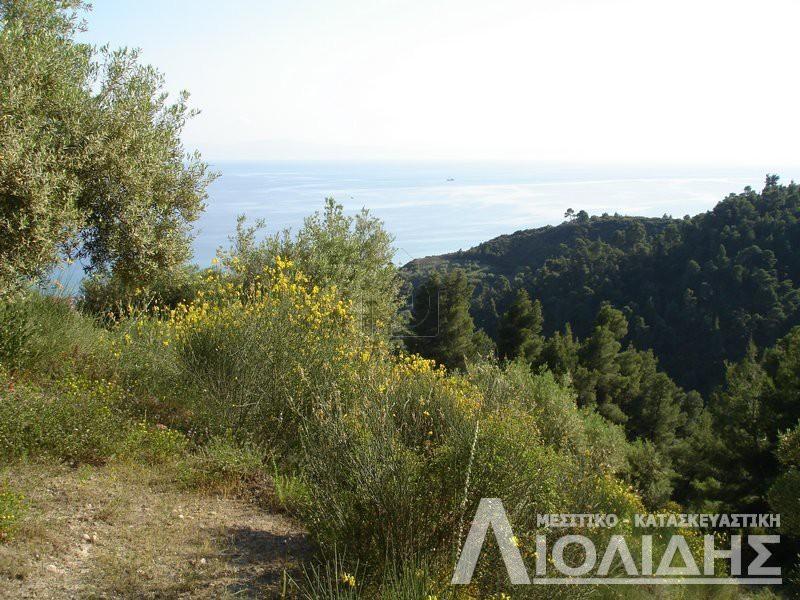 Αγροτεμάχια 4.465 τ.μ. προς πώληση, Άφυτος