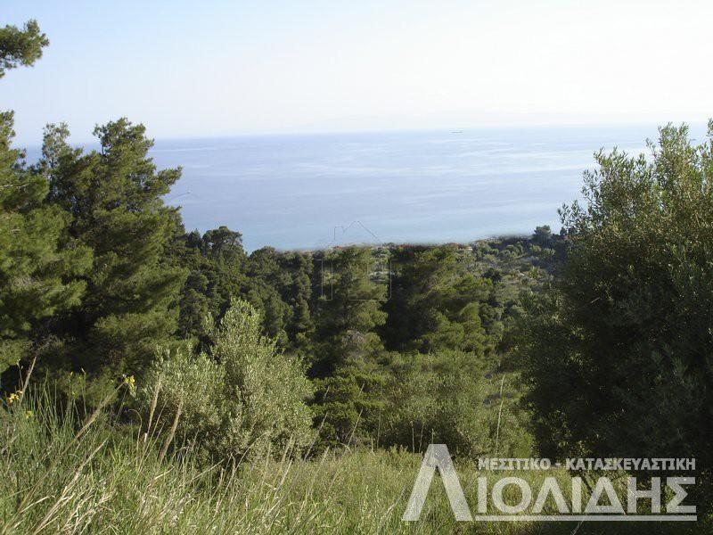 Αγροτεμάχια 4.465 τ.μ. προς πώληση, Άφυτος