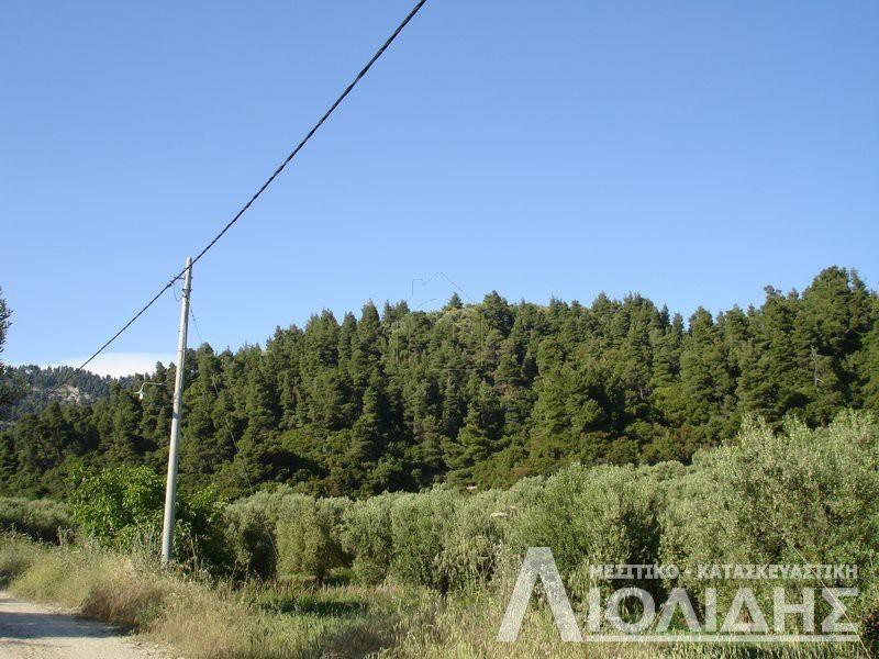 Αγροτεμάχια 4.465 τ.μ. προς πώληση, Άφυτος