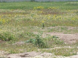 Land plot 240 sqm for sale, Athens - East, Anthoisa