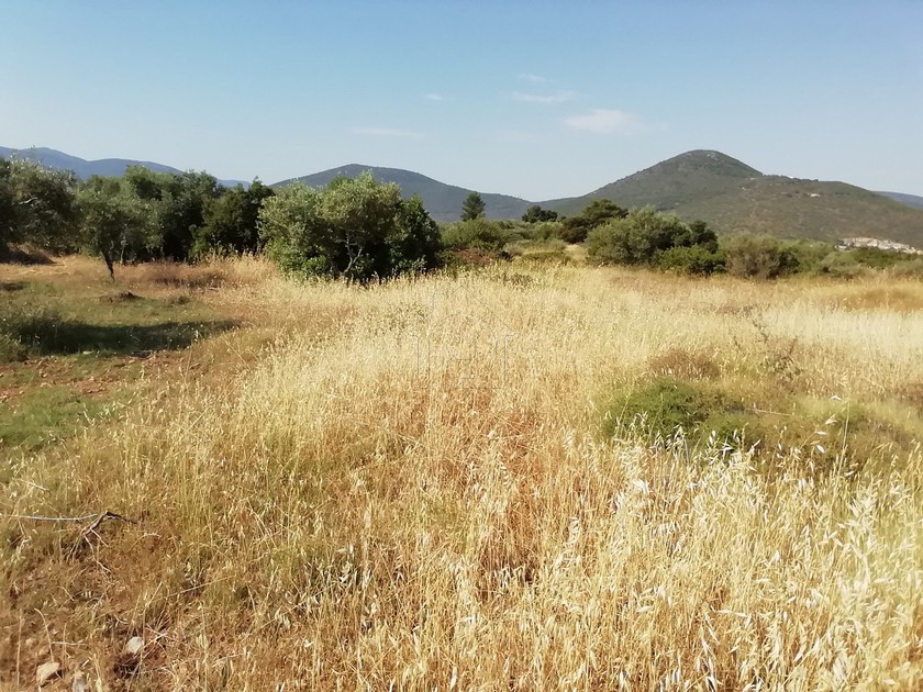 Αγροτεμάχια 3.000 τ.μ. για πώληση