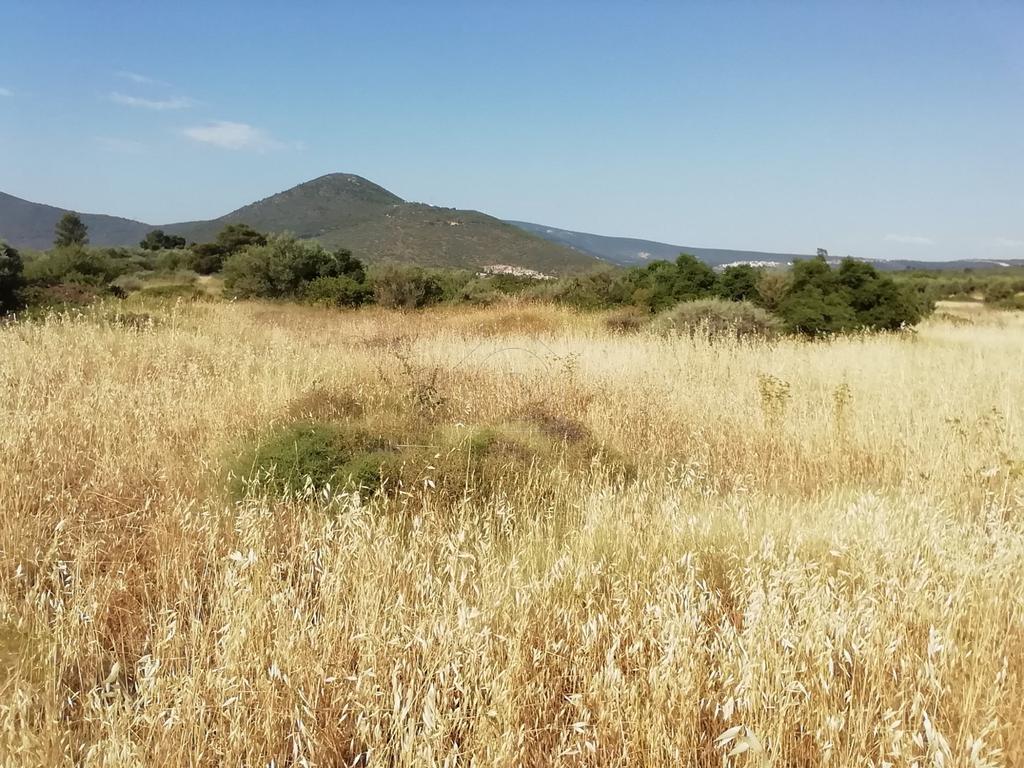 Αγροτεμάχια 3.000 τ.μ. προς πώληση, Λάρυμνα