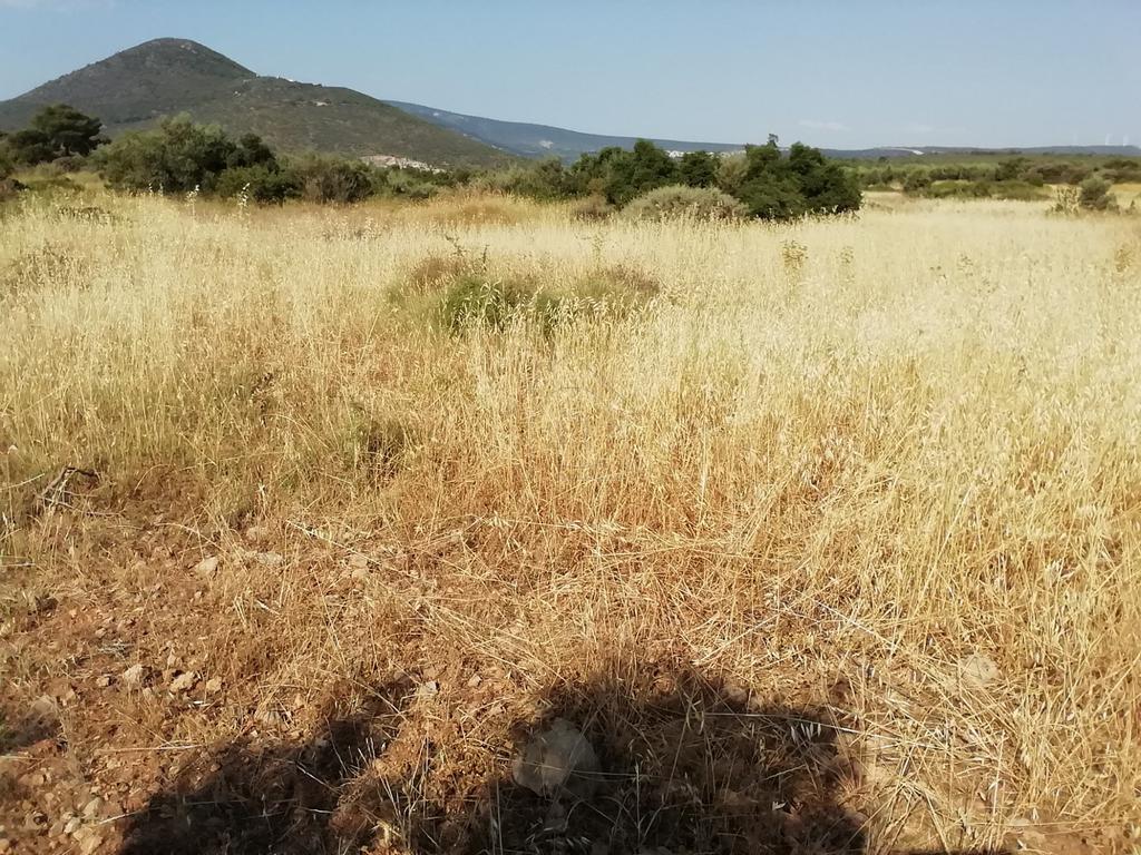 Αγροτεμάχια 3.000 τ.μ. προς πώληση, Λάρυμνα