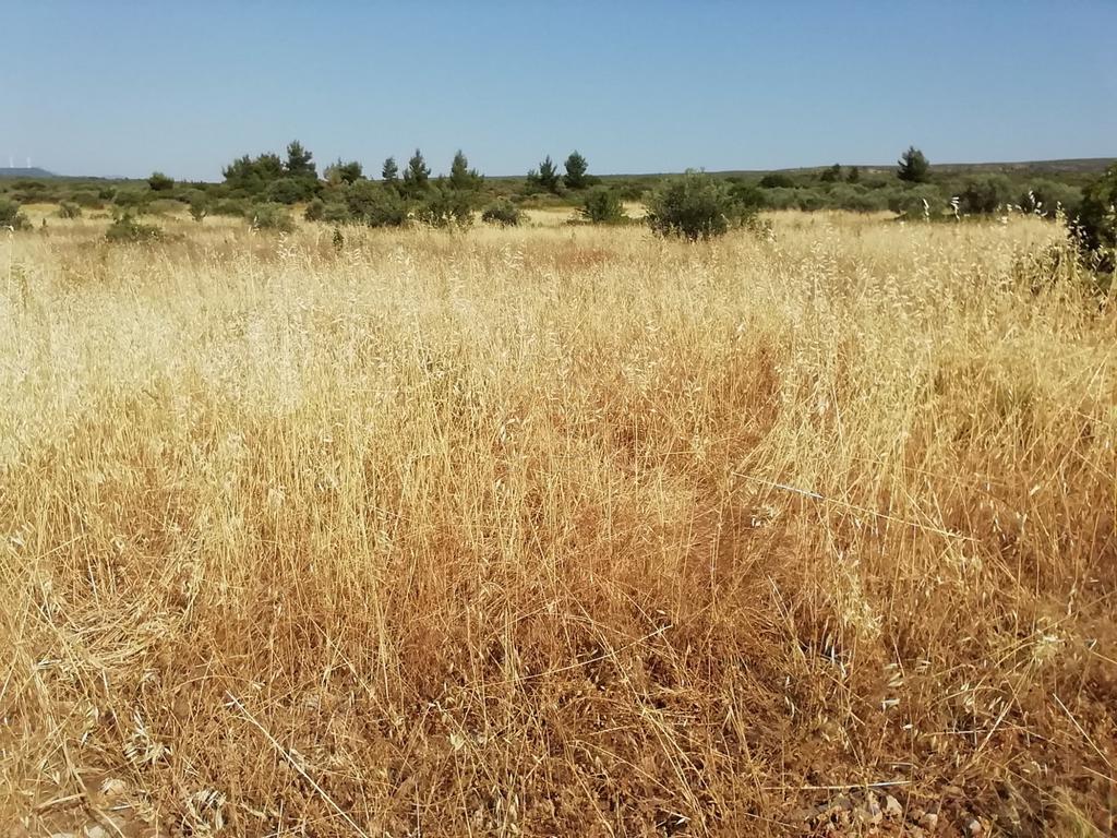 Αγροτεμάχια 3.000 τ.μ. προς πώληση, Λάρυμνα