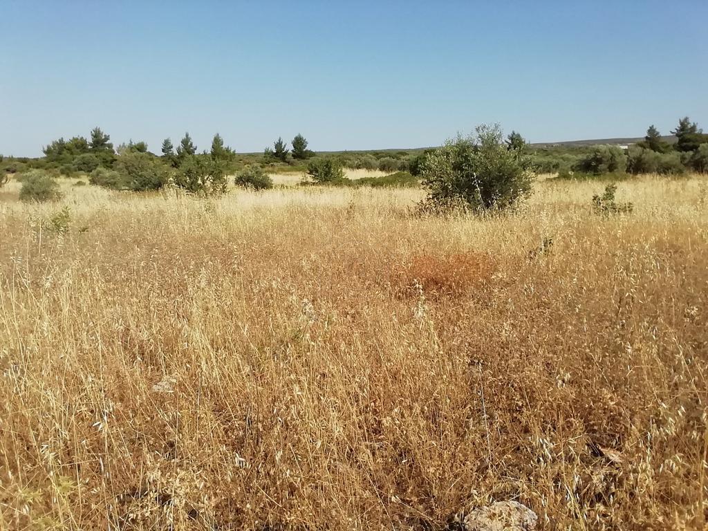 Αγροτεμάχια 3.000 τ.μ. προς πώληση, Λάρυμνα