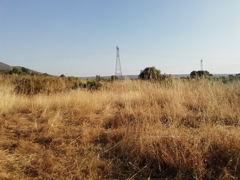 Αγροτεμάχια 2.000 τ.μ. για πώληση