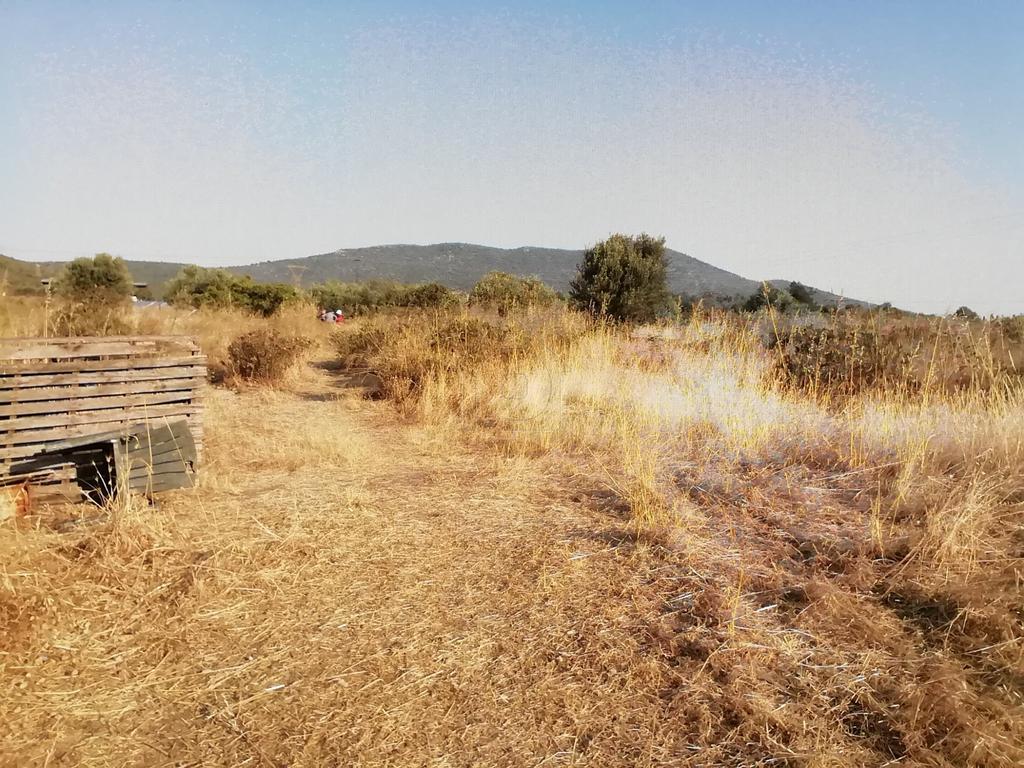 Αγροτεμάχια 2.000 τ.μ. προς πώληση, Λάρυμνα