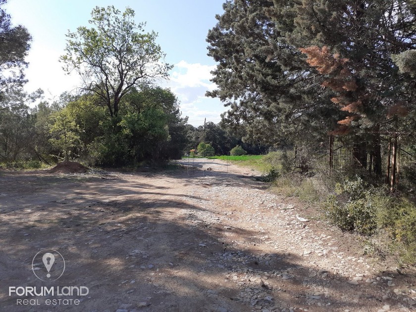 Αγροτεμάχια 7.866τ.μ. για πώληση-Πυλαία » Ελαιώνες