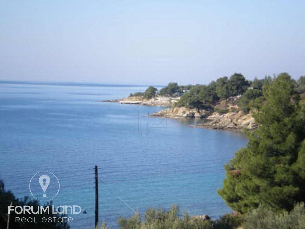 Αγροτεμάχια 5.000 τ.μ. προς πώληση, Ελιά Σιθωνίας