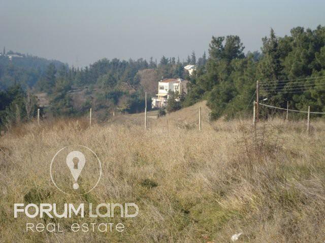 Αγροτεμάχια 5.274 τ.μ. προς πώληση, Ελαιώνες