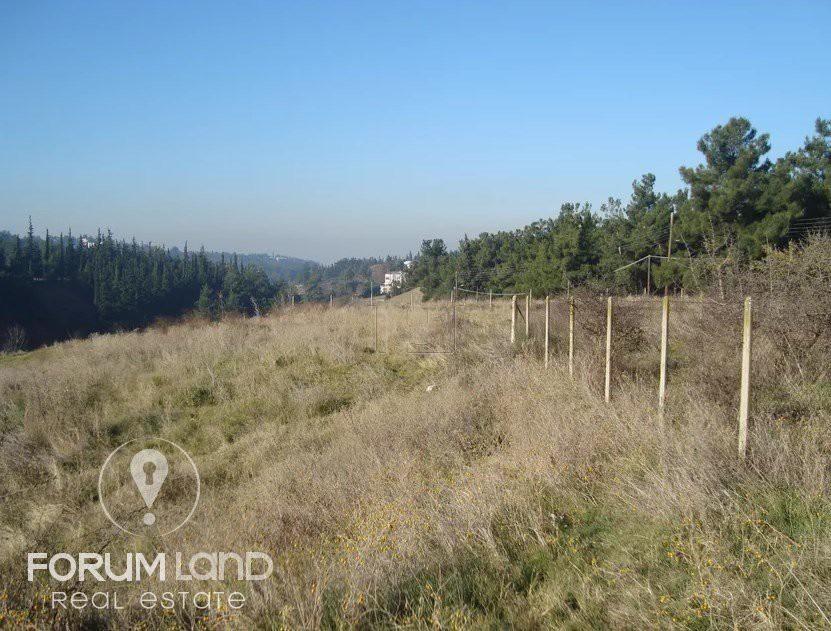 Αγροτεμάχια 5.274 τ.μ. προς πώληση, Ελαιώνες