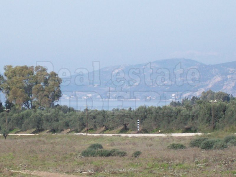 Αγροτεμάχια 2.000 τ.μ. για πώληση