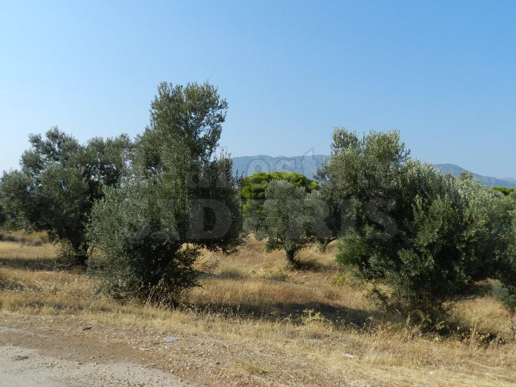 Οικόπεδο 1.000 τ.μ. προς πώληση, Λέχαιο