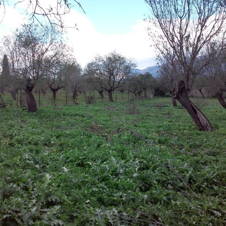 Οικόπεδο 800 τ.μ. πρός πώληση, Εύβοια, Αμάρυνθος