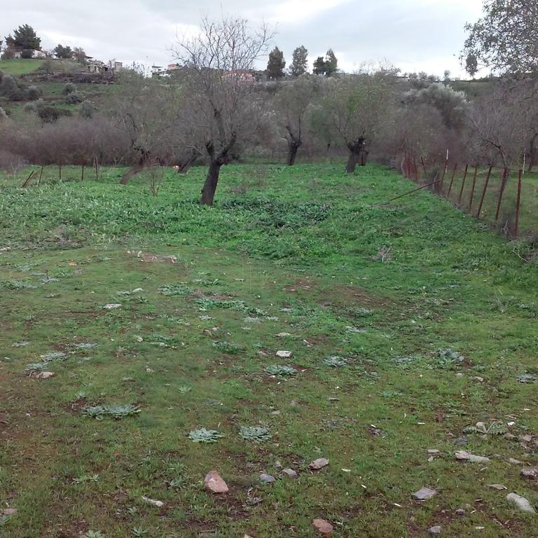 Οικόπεδο 800 τ.μ. πρός πώληση, Εύβοια, Αμάρυνθος