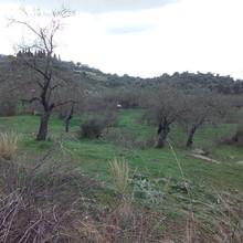 Οικόπεδο 800 τ.μ. για πώληση, Εύβοια, Αμάρυνθος-thumb-4