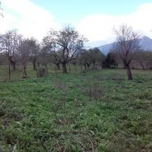 Οικόπεδο 800 τ.μ. για πώληση, Εύβοια, Αμάρυνθος-thumb-6
