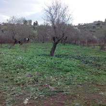 Οικόπεδο 800 τ.μ. για πώληση, Εύβοια, Αμάρυνθος-thumb-7