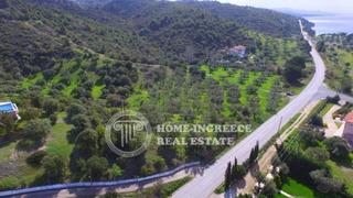 Αγροτεμάχια 9.100 τ.μ. προς πώληση, Ελιά Σιθωνίας-thumb-5
