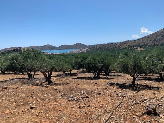 Land plot 2.500 sqm for sale, Lasithi Prefecture, Agios Nikolaos