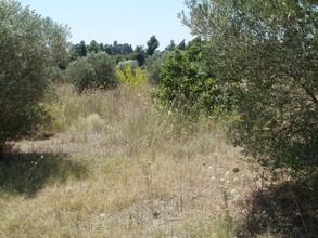 Οικόπεδο 2.500 τ.μ. για πώληση, Χαλκιδική, Κασσάνδρα-thumb-1