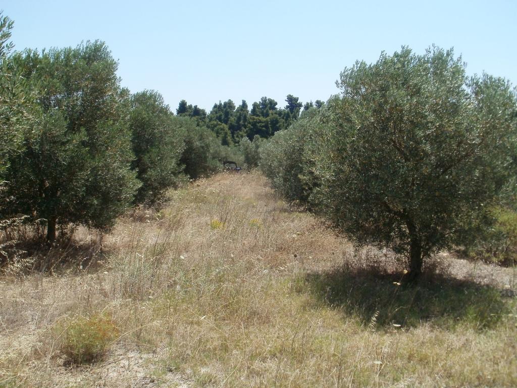 Οικόπεδο 2.500 τ.μ. πρός πώληση, Χαλκιδική, Κασσάνδρα