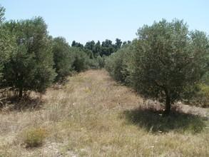 Οικόπεδο 2.500 τ.μ. για πώληση, Χαλκιδική, Κασσάνδρα-thumb-2