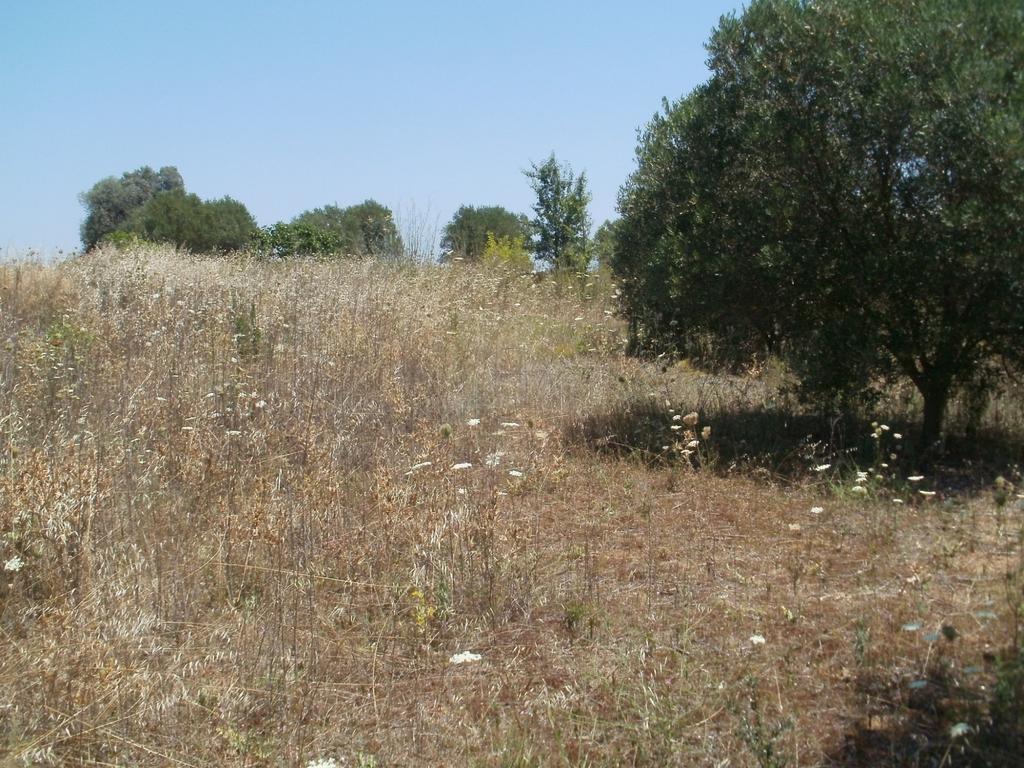 Οικόπεδο 2.500 τ.μ. πρός πώληση, Χαλκιδική, Κασσάνδρα