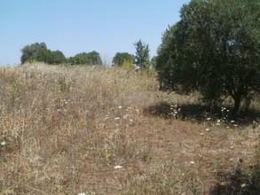 Οικόπεδο 2.500 τ.μ. για πώληση, Χαλκιδική, Κασσάνδρα-thumb-3