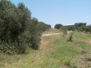 Οικόπεδο 2.500 τ.μ. για πώληση, Χαλκιδική, Κασσάνδρα-thumb-4