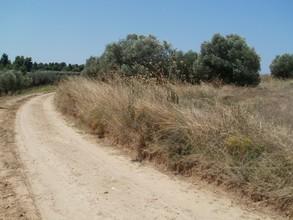 Οικόπεδο 2.500 τ.μ. για πώληση, Χαλκιδική, Κασσάνδρα-thumb-6