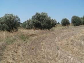 Οικόπεδο 2.500 τ.μ. για πώληση, Χαλκιδική, Κασσάνδρα-thumb-9