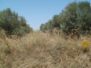Οικόπεδο 2.500 τ.μ. για πώληση, Χαλκιδική, Κασσάνδρα-thumb-12