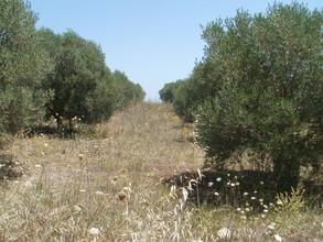 Οικόπεδο 2.500 τ.μ. για πώληση, Χαλκιδική, Κασσάνδρα-thumb-13