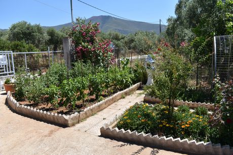 Οικόπεδο 300τ.μ. για πώληση-Θάσος » Σκάλα καλλιράχης